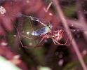 Linyphia_triangularis_F1993_Z_81_Les Gris_Frankrijk